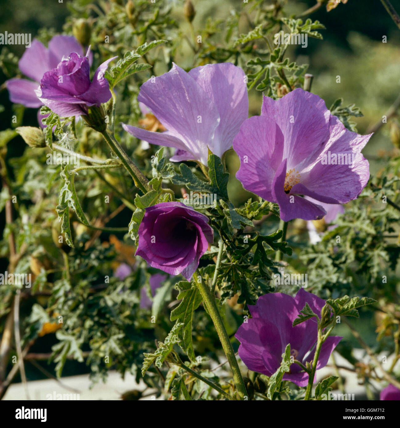 Alyogyne huegelii `Santa Cruz' (Syn. Hibiscus huegelii `Santa Cruz